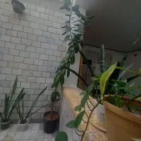 گل و گیاه طبیعی