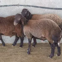 بره قزل افشار همو لطفا درصورت نیاز فقط تماس بگیرید