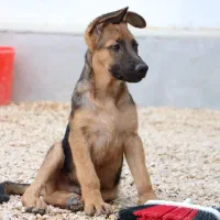 فروش ۶ قلاده توله سگ ژرمن|سگ|کاشان, امیرکبیر|دیوار