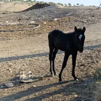 مادیان با کره ب فروش می رسد