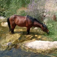 اسب سواری و مادیان و کره