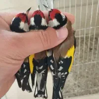 پرنده سهر.ه