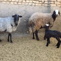 میش رومانوف  افشار با بره (گوسفند )