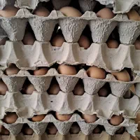 تخم مرغ رسمی|خوردنی و آشامیدنی|تهران, شهران شمالی|دیوار