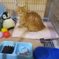 گربه واگذاری