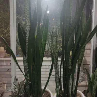 گل سانسور یاجوان وبلند