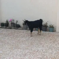 فروش دوعدد بز جوان نر وماده|حیوانات مزرعه|آستانه اشرفیه, |دیوار