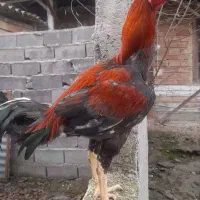 خروس لاری|حیوانات مزرعه|ساری, |دیوار