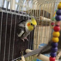 پرنده|پرنده|شیراز, شهرک بهار|دیوار