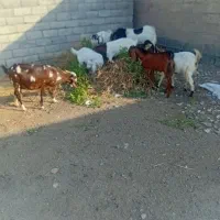 فروش گوسفند|حیوانات مزرعه|کهنوج, |دیوار