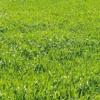 سرمایه گذار در بازار زعفران