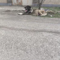 سگ سرابی ماده