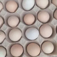 تخم مرغ نطفه دار نژاد دار