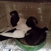 یک‌جفت‌سینه‌سیاه‌همراه‌یک‌دونه‌جوجش