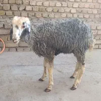 بره ماده جهت قربانی 25کیلو|حیوانات مزرعه|کرج, حیدرآباد|دیوار
