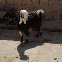 ۲ عدد بز چاق پروار تمام باب کشت|حراج|کوهدشت, |دیوار