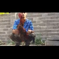 خروس لاری اصیل