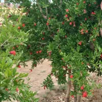 دامداری-600متری-با-تمام-تجهیزات