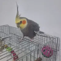 پرنده عروس هلندی