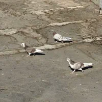 کفترای پرشی به شرط همه چی یجایی|پرنده|قم, گلزار|دیوار