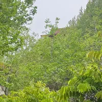 نگهداری گل های آپارتمانی و هرس درخت