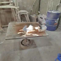 کفتر دمچتری|پرنده|ملایر, |دیوار