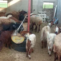 گوسفند و بره و بزغاله کشتاری داشتی در قره تپه|حیوانات مزرعه|گرگان, |دیوار