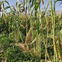 جارو|جاروبرقی، جارو شارژی، بخارشو|بروجرد, |دیوار