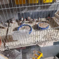 فنچ لپ قرمز|پرنده|تهران, نعمت‌آباد|دیوار