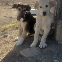 دوتا توله نر سرابی اصل|سگ|ماهنشان, |دیوار