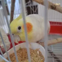 عروس هلندی ...سخن گو