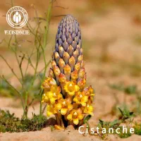 فروش سه عدد کندو سالم