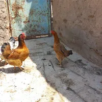 تعدادی غاز و مرغ