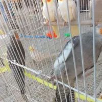 عروس هلندی|پرنده|مشهد, ادیب نیشابوری (شهرک غرب)|دیوار