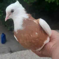 طوقی هفترنگ موشی دمسفید قره آلمانی سرور سار سینه