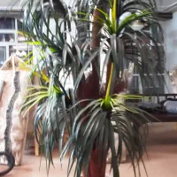 نخل درحدنو هستش