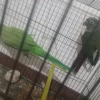 طوطی