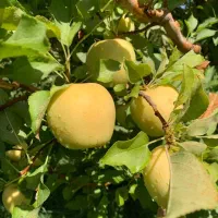 نهالستان ارقام متنوع میوه و گردو های پربار پالیز