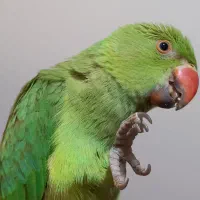 جوجه ملنگو دستی|پرنده|سپیدان, |دیوار