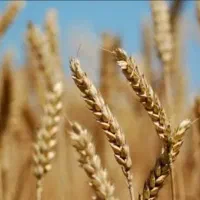 خرید گندم جو سیاه دانه گاودانه تخم کتان