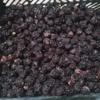 آلوچه مراغه