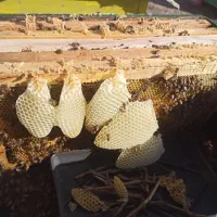 فروش باز زنبور