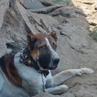 سگ گله