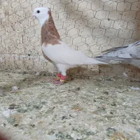 طوقی زرد نر|پرنده|اقبالیه, |دیوار