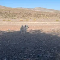 توله ۳ماهه
