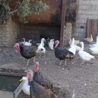 بوقلمون بالغ نر و ماده|حیوانات مزرعه|مشهد, شهرک صنعتی توس|دیوار