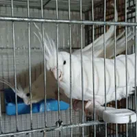 جفت عروس هلندی و کوتوله|پرنده|خمینیشهر, |دیوار