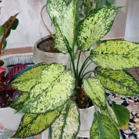 گل مناسب  کادو هدیه منزل اداره ویلا بنگاه آپارتمان|گل و گیاه طبیعی|کاشمر, |دیوار