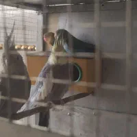 عروس پاریس سوسنگردمشروط