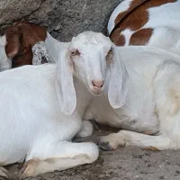 کهره نژادبوئر